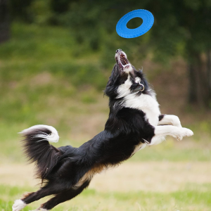 Nerf Dog Rubber Tire Flyer