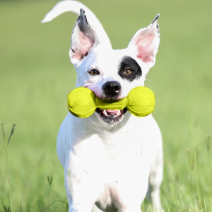 Nerf Dog Rubber Chew Barbell Dog Toy