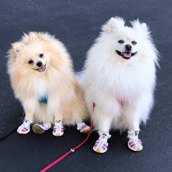 Pet Life Flexible Air Mesh Dog Shoes