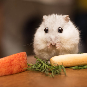 Feeding your Hamster