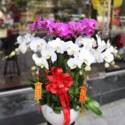 Prosperity Phalaenopsis