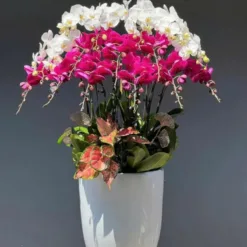 Executive Orchid Grandeur