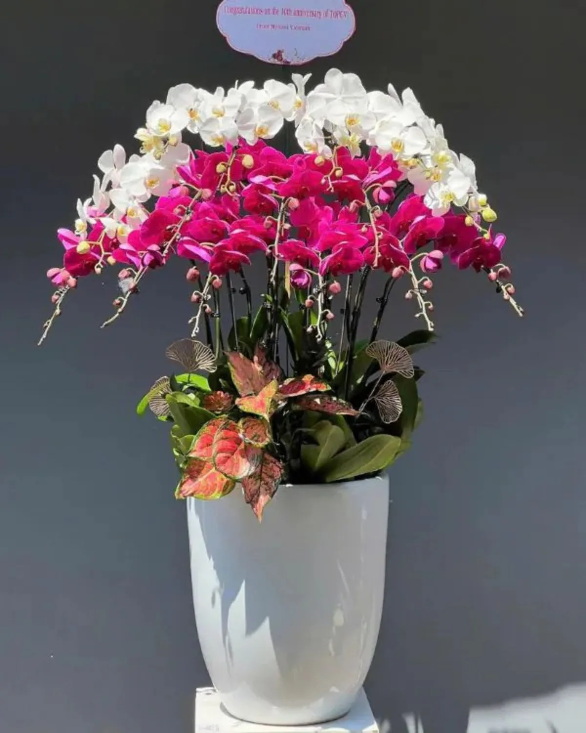 Executive Orchid Grandeur