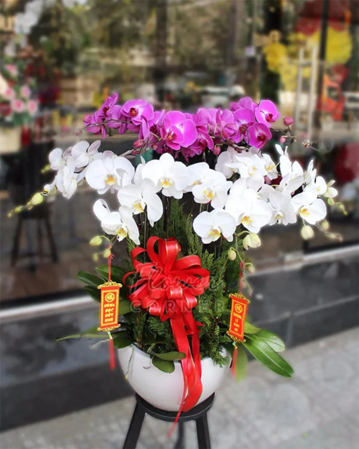 Prosperity Phalaenopsis