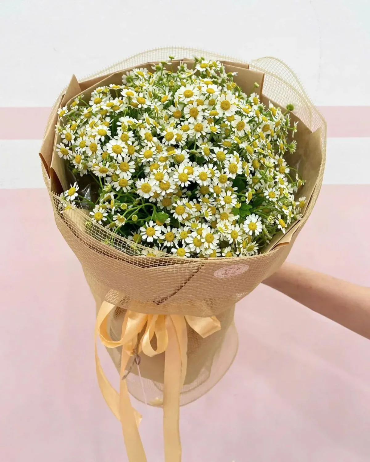 Innocent Daisy Delight