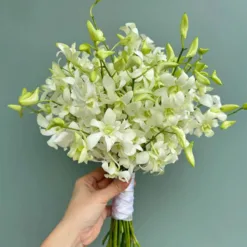 Pure Dendrobium Radiance