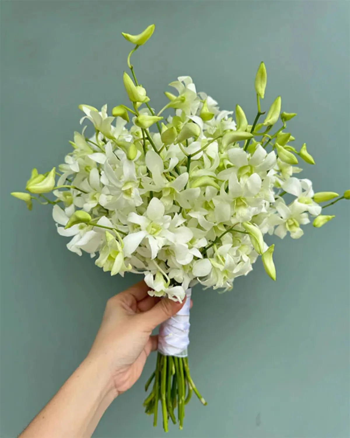 Pure Dendrobium Radiance